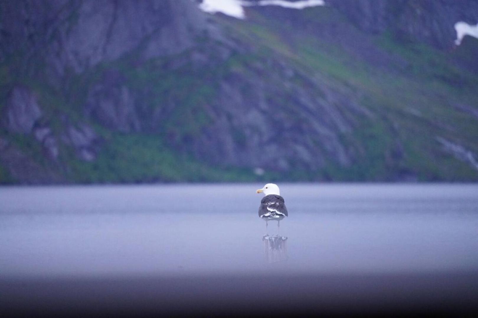 Lofoten Panoramic Luxury Home With Sauna Москенес Экстерьер фото